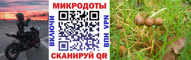 Галлюциногенные грибы Cubensis Краснокаменск